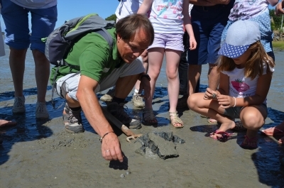 Les Animaux du sable et des rochers