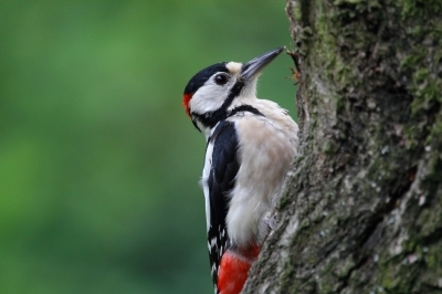 Initiation au chant des oiseaux