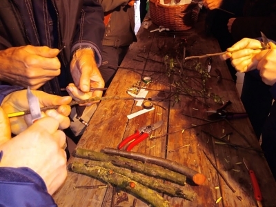 Greffage de pommiers avec Les Mordus de la Pomme