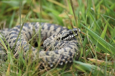 À la découverte des reptiles