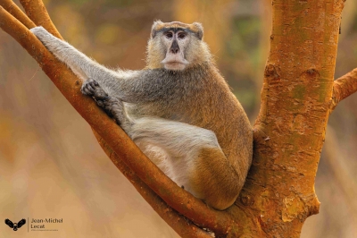Jean-Michel Lecat • Sénégal : une biodiversité insoupçonnée