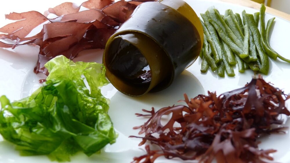 Les algues marines : une source de saveurs, de couleurs et de texture