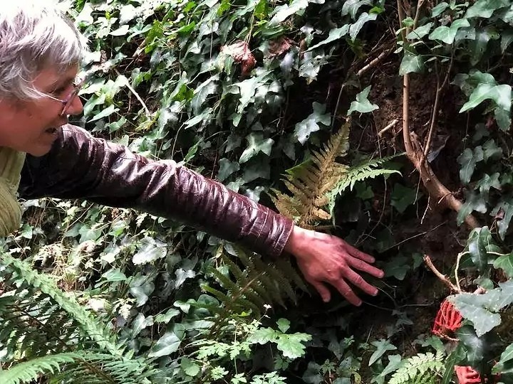 Guimauve et Aubépine • Découvrons les plantes sauvages comestibles
