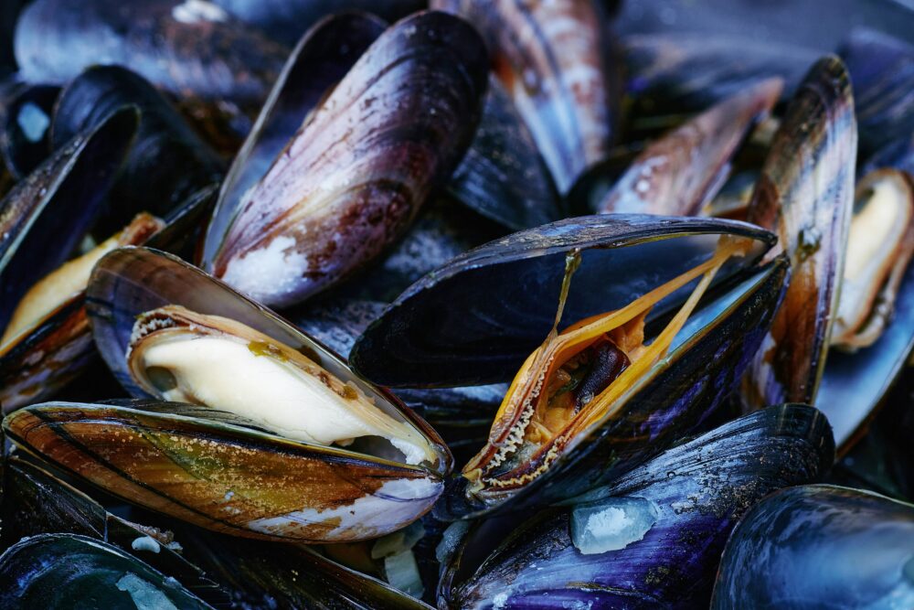 La Mytiliculture, un élevage de moules
