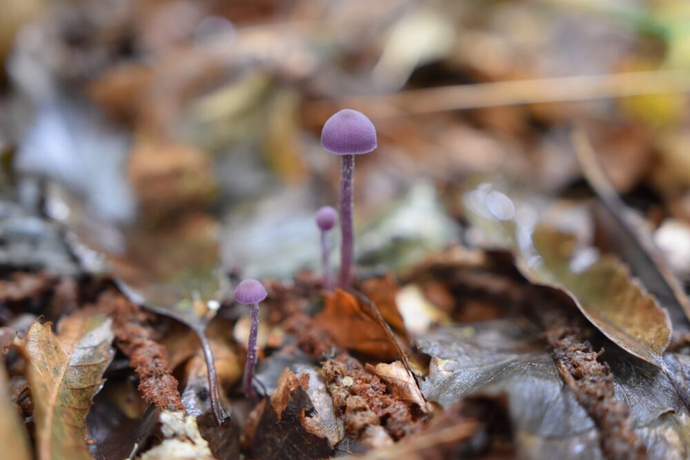 Initiation au monde des champignons