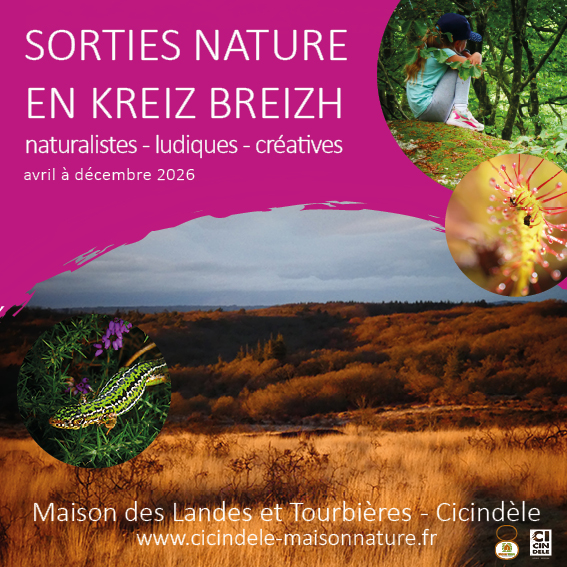 Association Cicindèle • Sortie Nature : LA LANDE AUTOMNALE